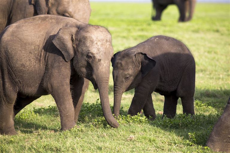Faszination Sri Lanka  ©proxyminder/istock